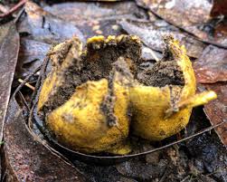 Image result for Scleroderma cepa