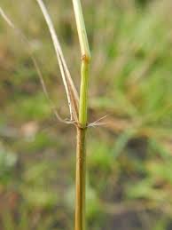Image result for Eragrostis pilosa