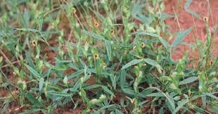 Image result for Kotschya ochreata