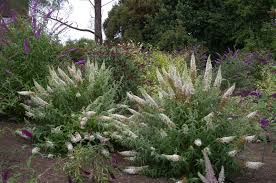 Image result for Buddleja asiatica