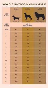 Pin By Amanda Scolaro On Doggo Dogs Dog Ages Dog Health Tips