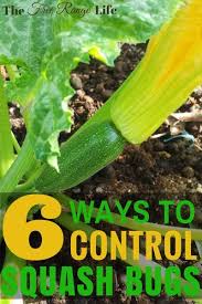 I personally have seen a few already, so i need to get working! Pin On Gardening