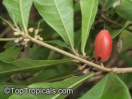 Image result for Synsepalum revolutum