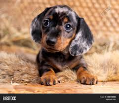 Price can be an indication towards the quality of the puppies breed lines and the breeders reputation. Dachshund Dog Puppy Image Photo Free Trial Bigstock