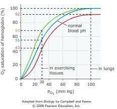 solved the graph above shows the hemoglobin dissociation