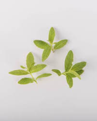 We have so many lemons that i generally add it to. Fresh Lemon Verbena Touches Of Mild Lemon Flavor The Chef S Garden