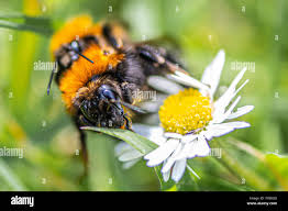 Image result for Bombus hypnorum