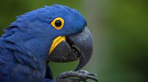 It's time to expect more from a web design tool. Macaw San Diego Zoo Animals Plants