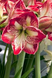 Image result for Hippeastrum sp. cultivars