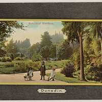 Image result for Palisota schweinfurthii