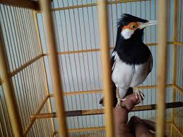 Harga burung jalak putih 2021. Harga Burung Jalak Sutra Blog Tentang Burung