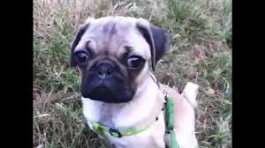 Check spelling or type a new query. Doug The Pug As A Puppy Youtube