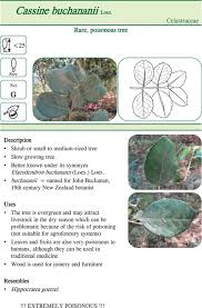 Image result for Hippocratea goetzei