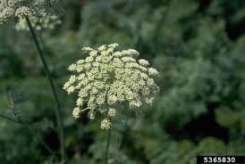 Image result for Apiaceae