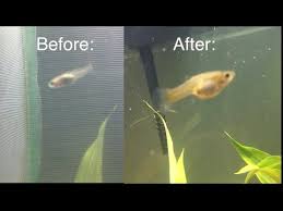 How To Speed Up Guppy Fry Growth Youtube