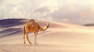 Be the first to comment on this wallpaper. Camel Desktop Wallpapers Top Free Camel Desktop Backgrounds Wallpaperaccess