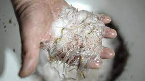 Les pêcheurs de civelles ont levé le blocus de bayonne. Tslgv2x79ybmim