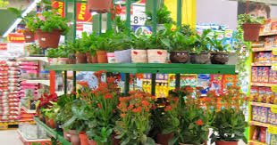 Check spelling or type a new query. My Green Finder Plant Vendors Tesco Mutiara Damansara