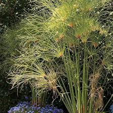 Image result for Cyperus tenax