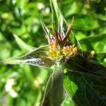 Image result for Vincetoxicum cernuum