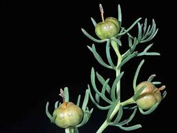 Image result for Aeschynomene glauca