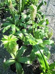 Image result for Eucomis