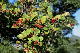 Image result for Psorospermum febrifugum