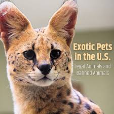 Thousands and thousands of animals. Which Exotic Pets Are Legal In The United States Pethelpful