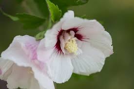 Image result for Hibiscus