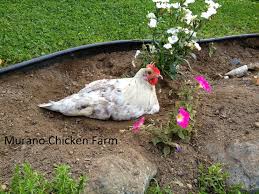 Wood Ash And De The Dust Bathing Dream Team Dust Bath For Chickens Dust Bath Chickens In The Winter