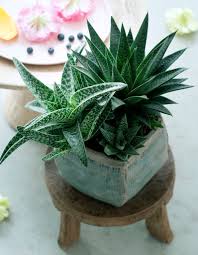 Aloe vera barbadensis se présente non seulement dans une ambiance orientale avec des inflorescences rouges ou jaunes occasionnels, mais aussi vous séduira par son guérison et ses effets cosmétiques. Comment Entretenir Un Aloe Vera Elle Decoration