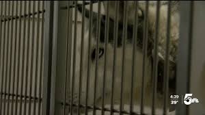 The dogs are raised and taken care of in a family environment. 14 Husky Puppies Given To The Humane Society Of The Pikes Peak Region