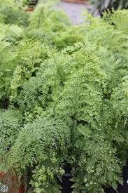 Image result for Asplenium preussii