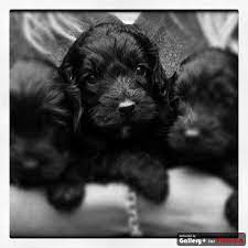 Pin On Pups