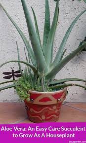 Once you got a good number of bushy roots, it's time to plant the aloe vera pup in a pot to improve the growth of roots. Aloe Vera An Easy Care Succulent To Grow As A Houseplant