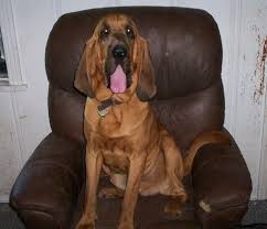 Coat color can be black and tan, liver (reddish brown) and tan or red. Bloodhound Dog Breed Information And Pictures