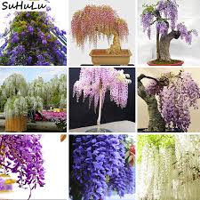 Our post shows you how to propagate and has a video tutorial wisteria, a commonly aggressive vining plant, can be grown in a potted planter to contain and train. 10 Pcs Bag Chinese Wisteria Flower Purple Yellow White Pink Wisteria Pots Plant Climb Rattan Flowers Bonsai For Home Garden Buy At The Price Of 0 13 In Aliexpress Com Imall Com