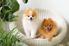 150 Pomeranian Dog Names Fabulous Lively Ideas For Dogs Hepper