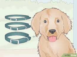 They are entirely family dogs, and you will you need to get the best puppy collar size just according to the needs of your dog. How To Choose The Perfect Puppy Collar 11 Steps With Pictures