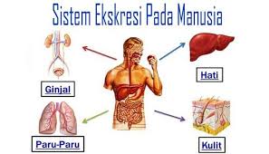 Macam Macam Organ Ekskresi Pada Manusia Lengkap Di 2020 Manusia Tubuh Manusia Pelindung Tubuh