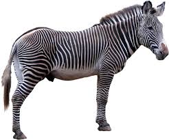 Zebra 2 Zebra Png Images Png