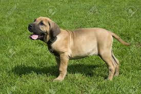 Tufão latia para chamar a atenção do dono e foi resgatado pelo corpo de bombeiros. Puppy Of Breed Brasilian Fila On Walk Stock Photo Picture And Royalty Free Image Image 3416339