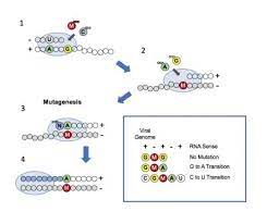 As reported earlier, the perc. Lab Reveals How An Oral Antiviral Drug Confus Eurekalert