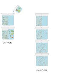 Osmosis is when a substance crosses a semipermeable membrane in order to balance the concentrations of another substance. Difference Between Osmosis And Diffusion What Is Osmosis