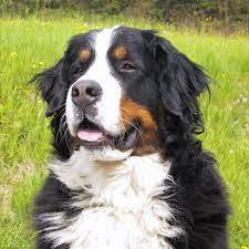 Originally kept as farm dogs in the swiss alps, the berner's calm, affectionate temperament make it a great choice for a. Colorado Bernese Mountain Dog Puppies