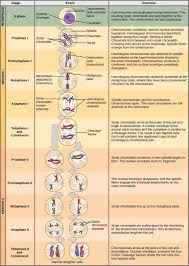 High impact information on telophase. Chapter 7 Mitosis And Meiosis Human Biology