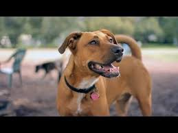 Pitbull Lab Mix Black And Brown Vizsla Mixed With Pitbull Pitbull Lab Mix Pitbull Mix Pitbull Mix Puppies