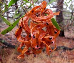 However, these important members of arid communities require a few tricks to get seed to germinate. Pin By Sophie Munns On Seeds Pods Capsules Seed Pods Seeds Plants In Australia