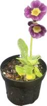 Image result for Primula x pubescens