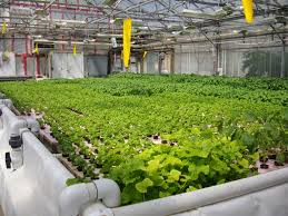 Aquaponics The Merger Between Hydroponics And Aquaculture That Can Revolutionize Your Urban Garden